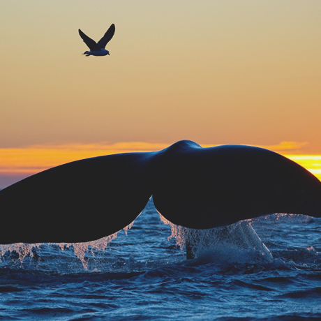 Landing The Whale: Using Advocates & ABM To Make Inroads With Enterprise Accounts Thumbnail